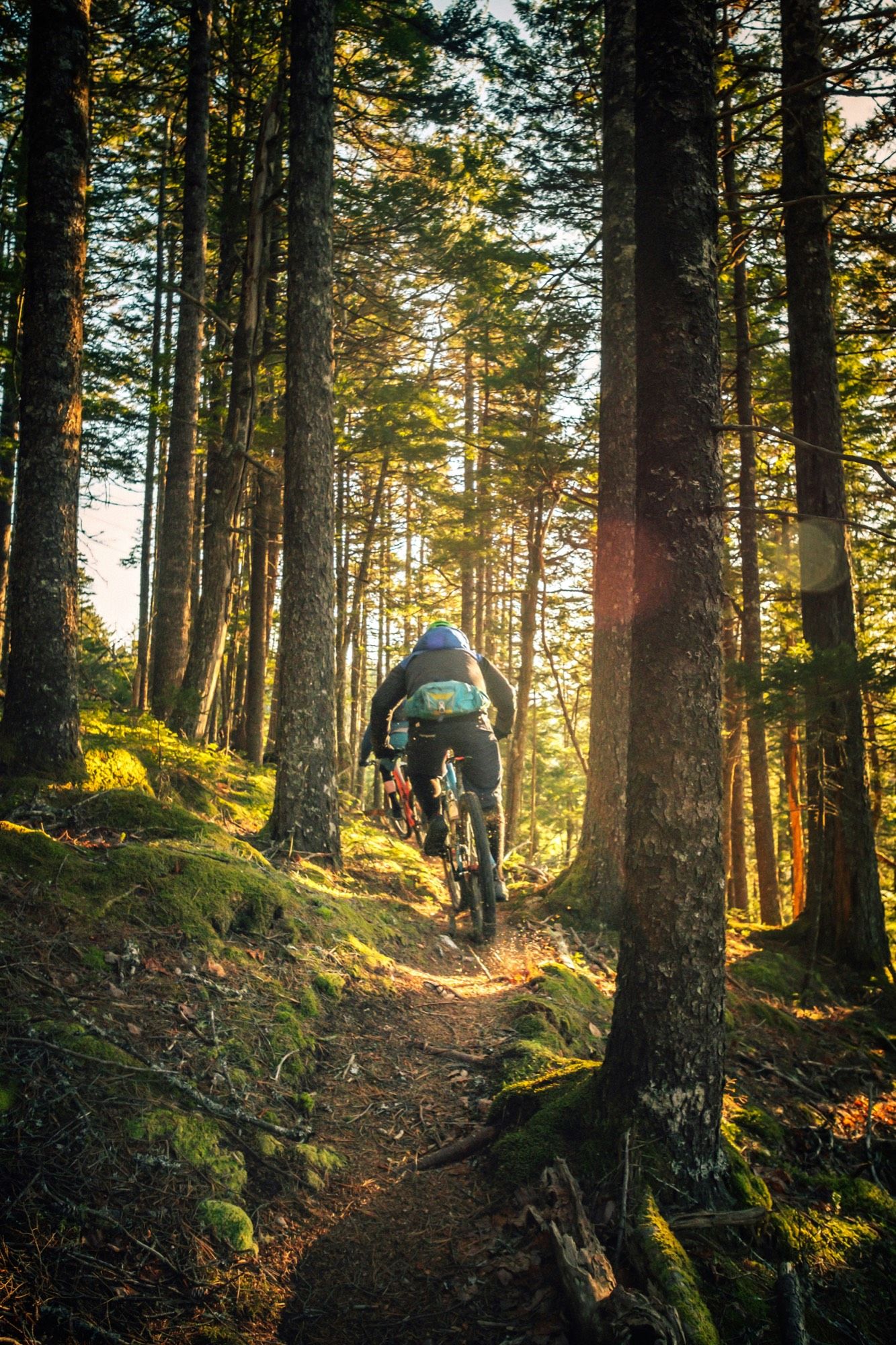 Dos ciclistas de montaña subiendo por un sendero cubierto de musgo en un bosque soleado