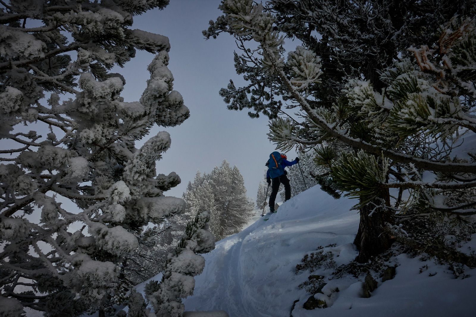 Un esquiador de travesía subiendo con pieles entre pinos nevados